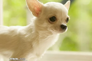 Chihuahua Kitty   Chihuahua Puppy Wallpapers 2   Wallcoo.net