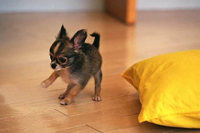 Black, Chihuahua, Puppy, High, Definition, Full, Screen, Wallpapers ...