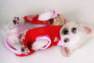 1600*1200 Chihuahua In Christmas Clothes   Chihuahua Puppies ...