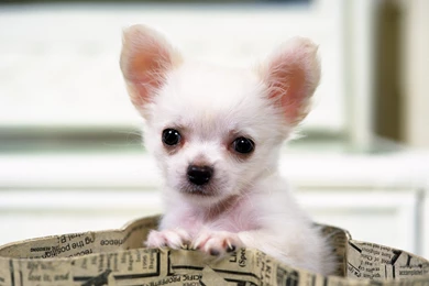 Hd chihuahua puppies wallpaper.jpg