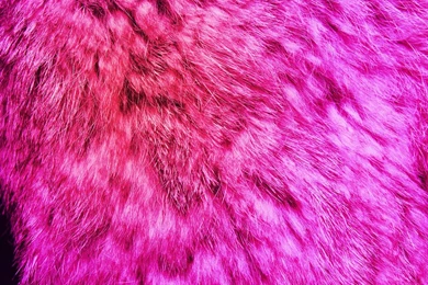 Purple And Pink Wolf Fur By DEATHD0G101 On DeviantArt