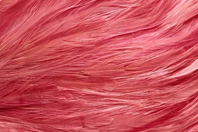 Download Texture: ???, Texture Fur, Fur Texture Background, Backgrounds