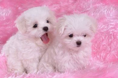 Bichon   Flikie Wallpapers