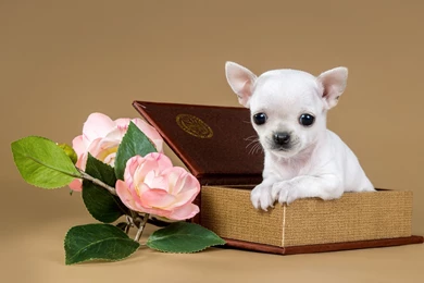 Baby Dog Puppy Chihuahua Wallpapers