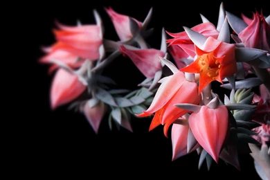 Flowers In Black Wallpapers