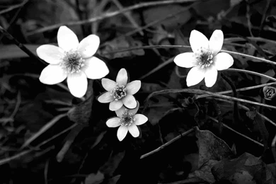 Black And White Flowers Wallpapers   HD Wallpapers Lovely