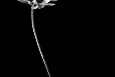 Inyii9dyco: Black Flower Wallpapers