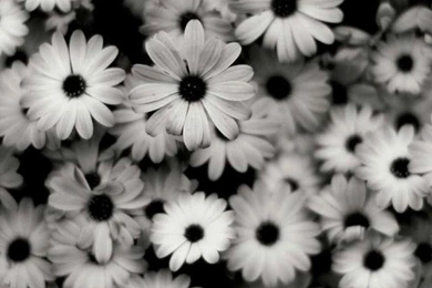 White And Black Flower Wallpaper:)
