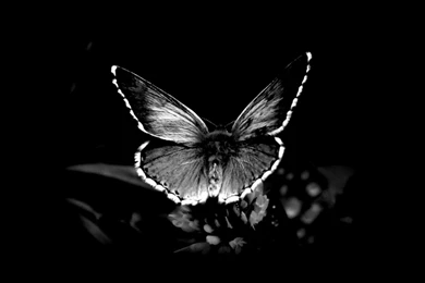 Black And White Flower Wallpapers Hd