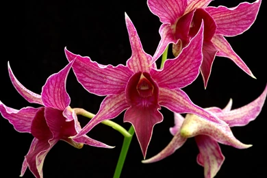 Pink And Black Flower Wallpapers   Wallpapers HD Wide