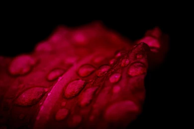 Red Flower_Wallpaper.jpg