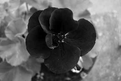 Black And White Flowers Wallpapers   716904