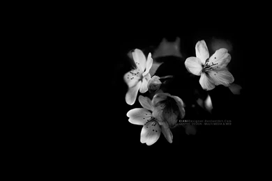 Wallpapers Flower White By Kianidesigner On DeviantArt