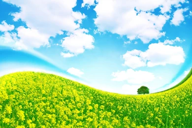 Grass And Sky Wallpapers 1080p @378 ~ Wallove