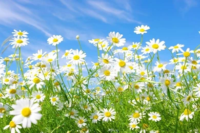 Download Mobile Wallpaper: Plants, Grass, Sky, Camomile, Free. 21339.