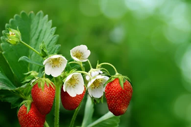 326 Strawberry HD Wallpapers