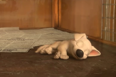 Bolt Puppy 1080p By CarlMinez On DeviantArt