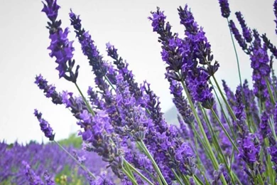 Lavender Wallpapers   Crazy Frankenstein