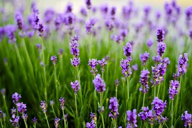 Lavender Flowers Wallpapers HD