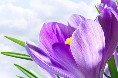 Lotus Flowers Wallpapers HD