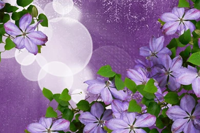 Lavender Flower Burst >> HD Wallpaper, Get It Now!