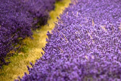 Download Wallpapers Lavender Flowers Field With Yellow Diagonal ...