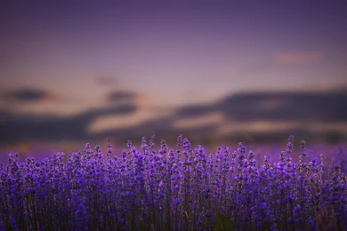 Lavender Flowers Lilac Nature Bokeh Wallpapers
