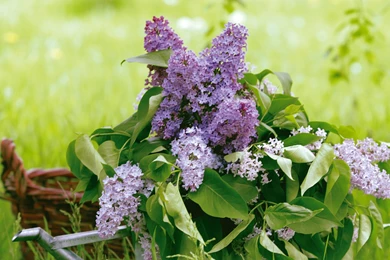 31 Lavender Flower Wallpapers Lavender Flower 4 Free