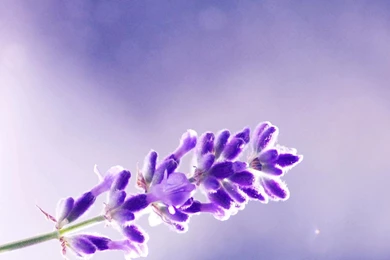 Lavender Flowers Wallpapers