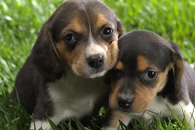 YouWall   Cute Dogs Wallpapers   Wallpaper,wallpapers,free ...