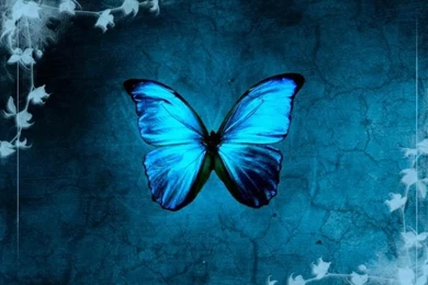 Denim Butterfly By Snarling Mandrill HD Wallpapers ...