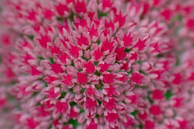 Nature Flowers Wallpapers   Desktop Backgrounds