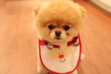 Cute Dog Christmas Wallpapers