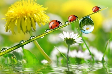 Dandelions Ladybugs Drops Nature Flowers Free Desktop Backgrounds ...