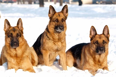 Jestingstock.com German Shepherd Wallpapers For Desktop