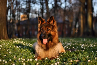 German Shepherd Wallpapers
