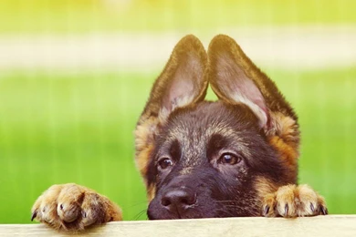 Jestingstock.com German Shepherd Puppy Wallpapers For Desktop