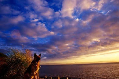 German Shepherd Computer Wallpapers, Desktop Backgrounds ...