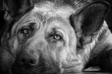 German Shepherd Desktop Wallpapers 20679