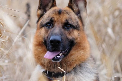 German Shepherd HD Desktop Wallpapers : High Definition ...