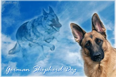 German Shepherd Wallpapers   German Shepherd Wall Papers