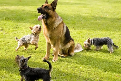 Desktop Wallpapers · Gallery · Animals · German Shepherd Training ...