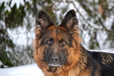 German Shepherd Computer Wallpapers, Desktop Backgrounds ...