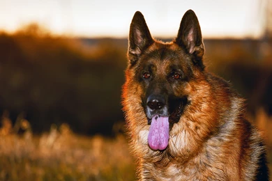 German Shepherd In HD Resolution 10524   Pacify Mind