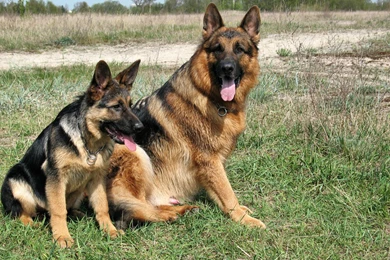 German Shepherd Father And Son Desktop Backgrounds HD 1920x1200 ...