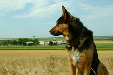 GERMAN SHEPHERD WIN034   Wallpaperinside