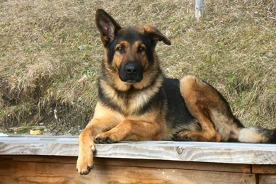 German shepherd puppy