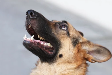 4K Ultra HD German Shepherd Wallpapers HD, Desktop Backgrounds ...