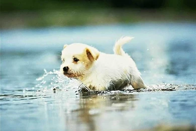 Cute Dogs And Puppies Wallpapers   Wallpapers Cave