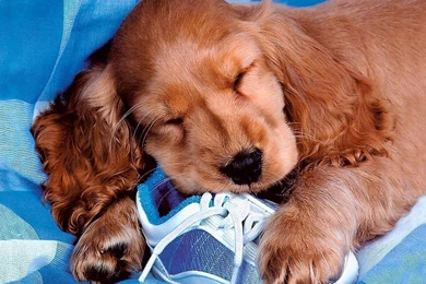 Cute Dog Wallpapers   Dogs Wallpapers (13936344)   Fanpop